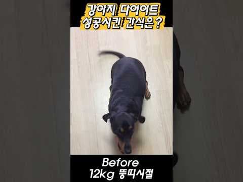 강아지 건강 간식, 저칼로리 동결 건조 방울 양배추 솔직 후기