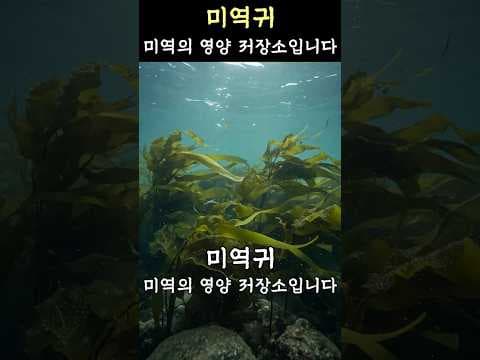 미역귀 효능: 후코이단, 알긴산 풍부한 건강 해조류 활용법