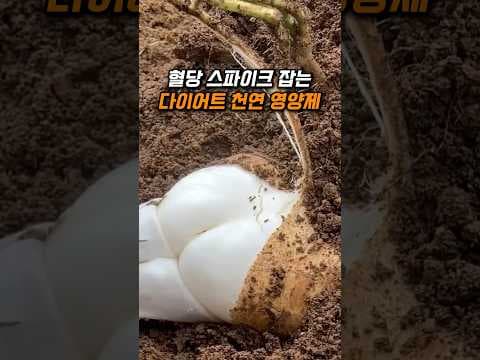돼지감자 효능 혈당조절 다이어트 건강 비법 천연 인슐린 이건 꼭 드세요