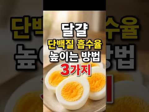 달걀 단백질 흡수율 높이는 3가지 방법! 건강하게 섭취하는 법
