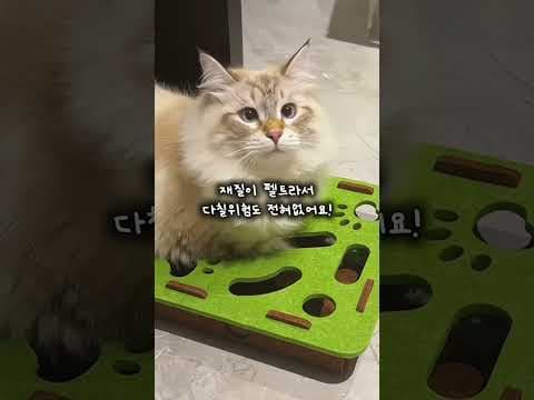 놓치면 후회할 고양이 건강템 033 순삭템으로 다이어트 성공!