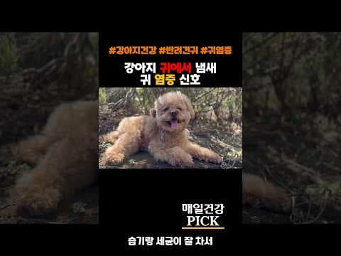 강아지 귀 건강 지키는 방법! 외이도염 예방 및 관리법