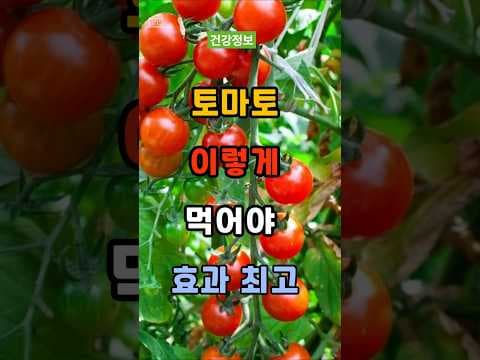 토마토 똑똑하게 먹는 법! 건강 효능 높이는 꿀팁 공개