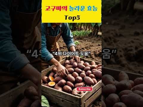 고구마 효능 Top5: 건강, 다이어트, 혈관 건강까지 한번에!