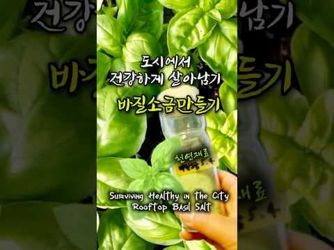 옥상 텃밭 바질로 만드는 건강 바질 소금 레시피