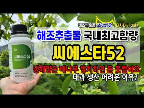 냉해 배나무 건강 회복 솔루션! 씨에스타52 사용 후기