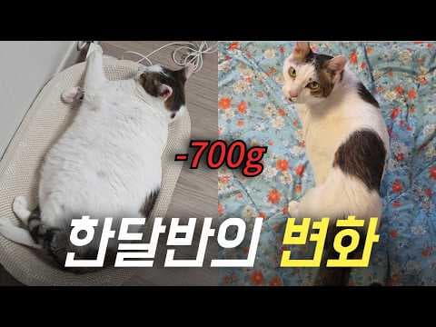 고양이 건강 다이어트 성공 비법! 사료, 간식, 운동 꿀팁